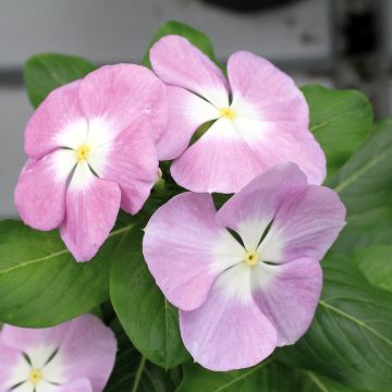 Rosafarbene Catharanthe Titan F1 Lavender Blue Halo - Catharanthus