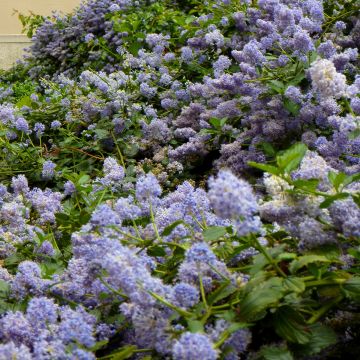 Säckelblume Marie Blue - Ceanothus pallidus