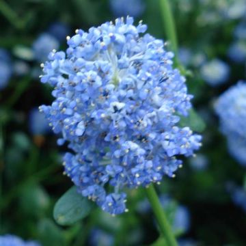 Säckelblume Skylark - Ceanothus