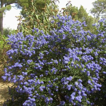 Kriechende Säckelblume Repens - Ceanothus thyrsiflorus