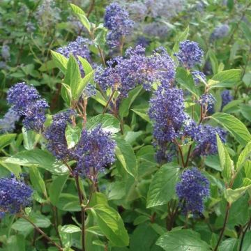 Säckelblume Henri Desfossé - Ceanothus delilianus