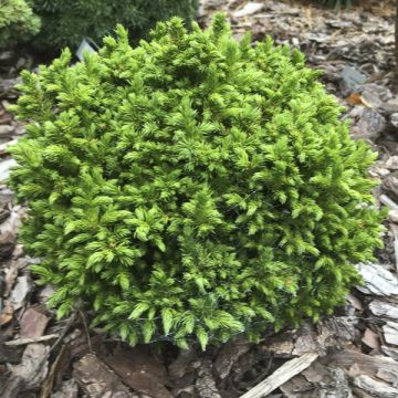 Cryptomeria japonica Green Pearl