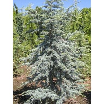 Cedrus libani subsp. atlantica Horstmanns Silberspitz - Atlas-Zeder