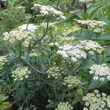 Baltische Petersilie - Cenolophium denudatum