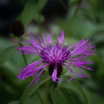 Berg-Flockenblume Caramia - Centaurea montana