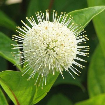 Cephalanthus occidentalis Fiber Optics - Knopfbusch