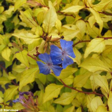 Ceratostigma willmottianum Sapphire Ring - Hornbleiwurz