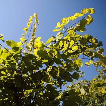 Cercis canadensis Hearts of Gold - Arbre de Judée doré