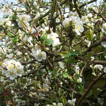 Zierquitte Nivalis - Chaenomeles speciosa