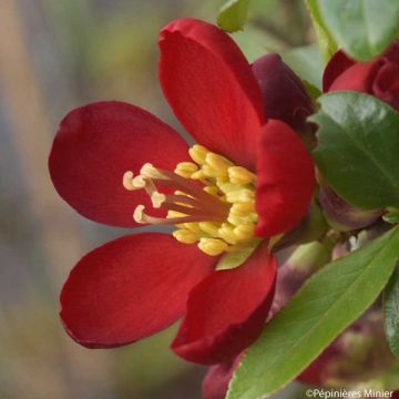 Zierquitte Hot Fire - Chaenomeles speciosa