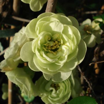 Zierquitte Kinshiden - Chaenomeles speciosa