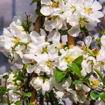 Zierquitte Jet Trail - Chaenomeles superba