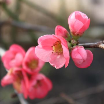 Zierquitte Pink Lady - Chaenomeles superba