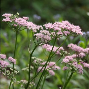 Chaerophyllum hirsutum Roseum - Rauhhaariger Kälberkropf