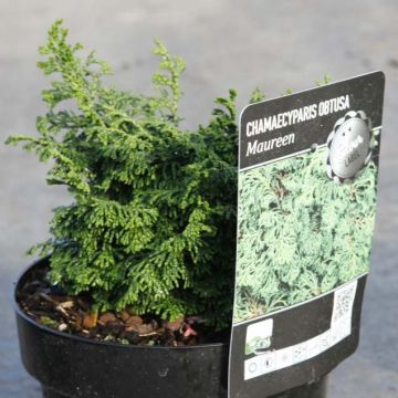 Chamaecyparis obtusa Maureen