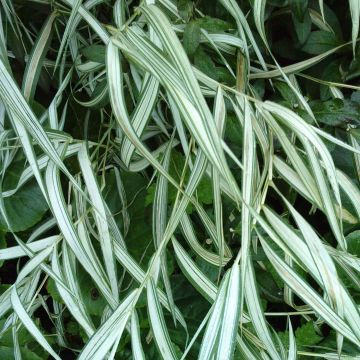 Chasmanthium latifolium River Mist - Plattähren-Gras