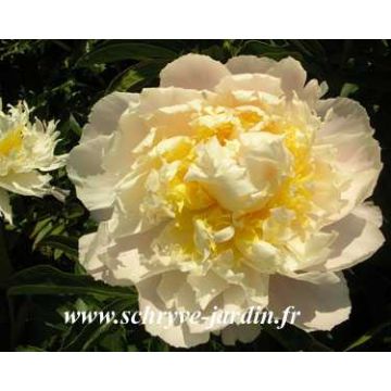 Paeonia lactiflora Cheddar Cheese - Edel-Pfingstrosen