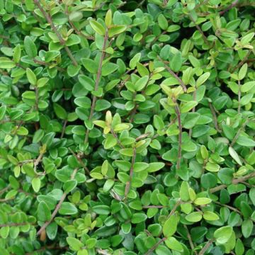 Lonicera nitida Elegant - Heckenmyrte