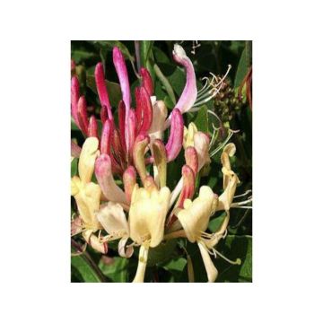 Lonicera henryi Caprilia Ever - Immergrünes Geißblatt