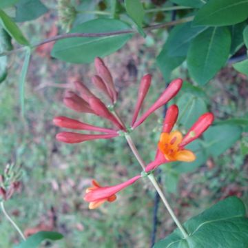 Lonicera brownii Dropmore Scarlet - Rote Geißschlinge