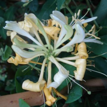 Chèvrefeuille Scentsation - Lonicera periclymenum