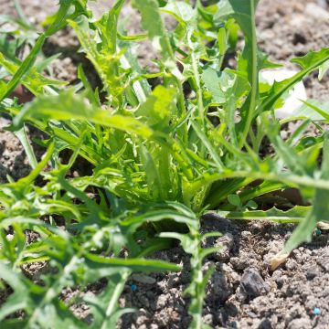 Blattzichorie Catalogne Pissenlit Bio - Ferme de Sainte Marthe