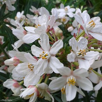 Orangenblume Scented Gem - Choisya ternata