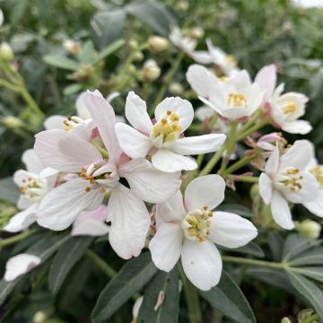 Orangenblume Green Fingers - Choisya ternata