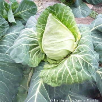 Kopfkohl Précoce de Louviers Bio - Ferme de Sainte Marthe