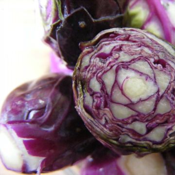 Rosenkohl Rubine Bio - Ferme de Sainte Marthe