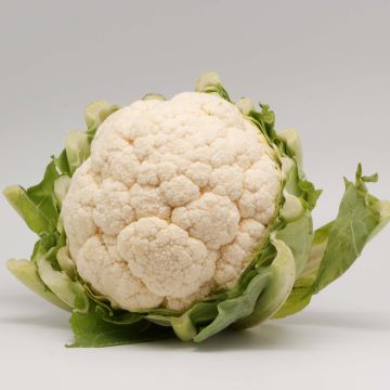 Blumenkohl Thabor