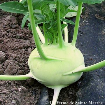 Kohlrabi Trero Bio - Ferme de Sainte Marthe