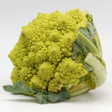 Romanesco-Kohl Romanesco