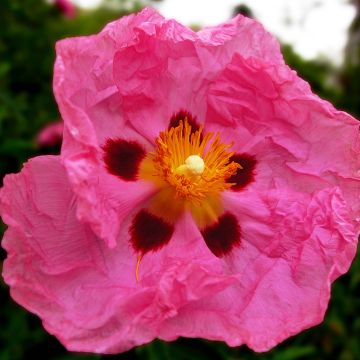 Purpur-Zistrose - Cistus purpureus