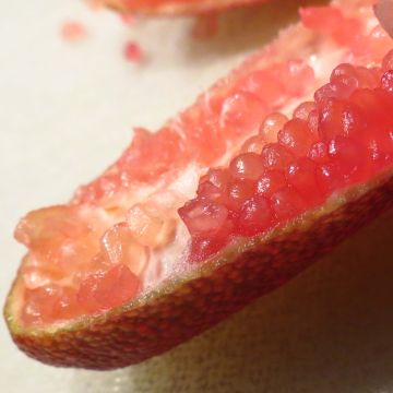 Fingerlimette Red Crystal - Microcitrus australasica