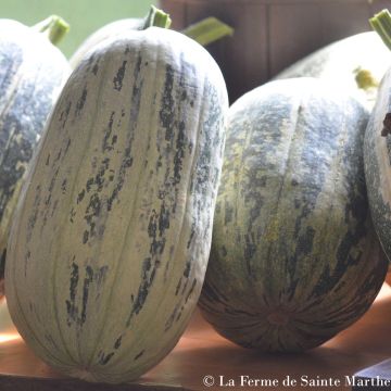 Garten-Kürbis de Touraine Bio - Ferme de Sainte Marthe