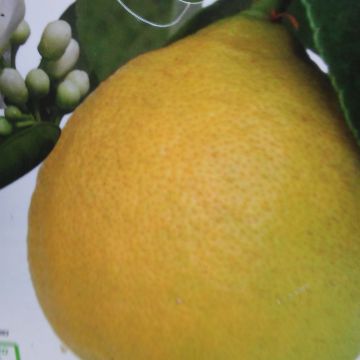 Zitrone Adamo - Citrus limon