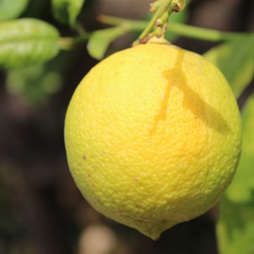 Zitrone Cerza - Citrus limon