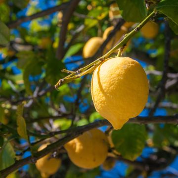 Zitrone Femminello Siracusano - Citrus limon