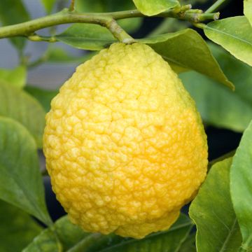 Zitronat-Zitrone Maxima - Citrus medica