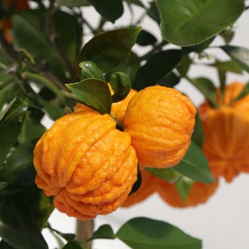 Hybride Orange Corrugata - Citrus sinensis x aurantium