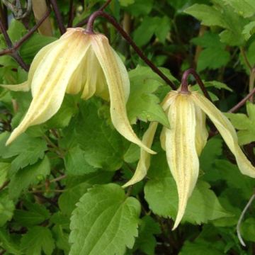 Clématite - Clematis Love Child