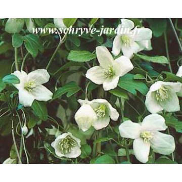 Clematis cirrhosa Beni Snassen - Waldrebe