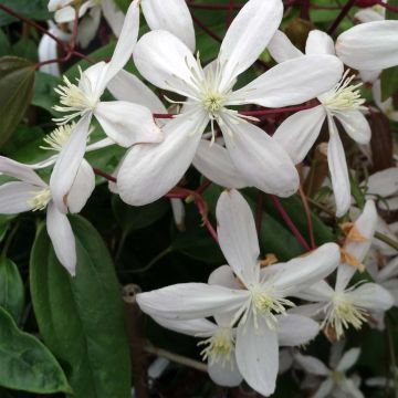 Clematis armandii Hendersonii Rubra - Immergrüne Waldrebe