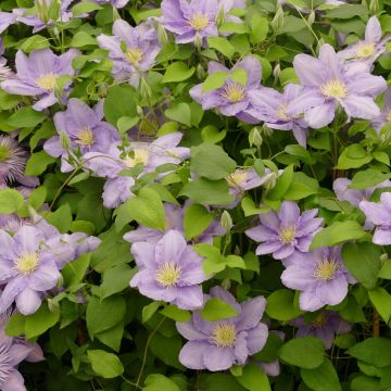 Waldrebe Cezanne - Clematis