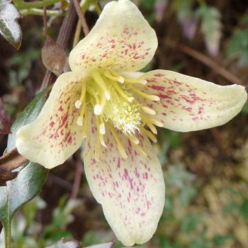 Clematis cirrhosa Balearica - Waldrebe