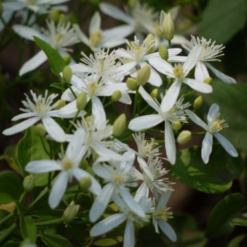 Clematis flammula - Waldrebe