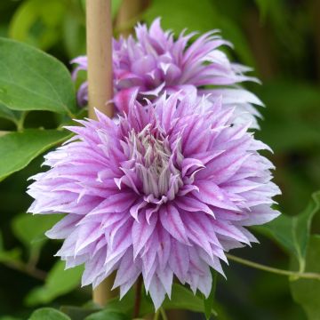 Waldrebe Josephine - Clematis