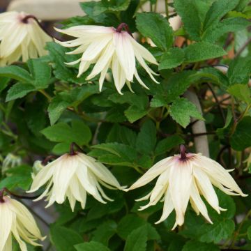 Clematis koreana Amber - Waldrebe