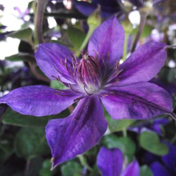 Waldrebe Mon Amour - Clematis